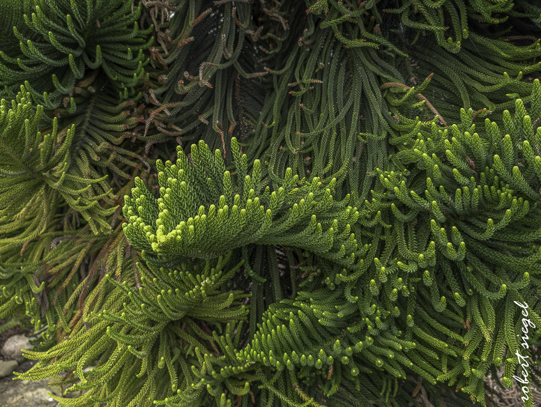 pacificgrove